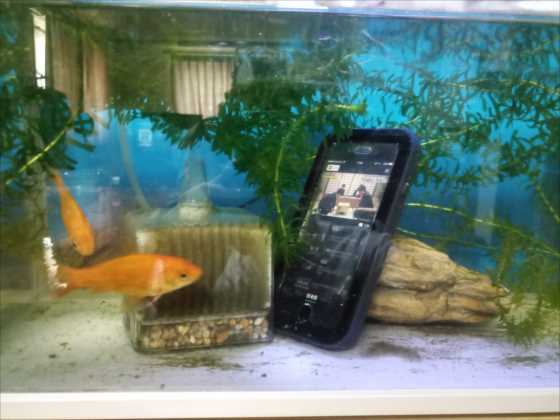 「LifeProof風」の低価格iPhone7防水ケースを水槽に沈めて金魚を写真撮影した結果【レビュー】