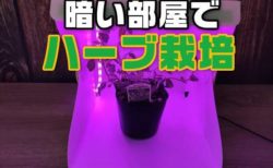 【実験】植物育成用LEDテープライトを使って暗い部屋でハーブを栽培できるか？
