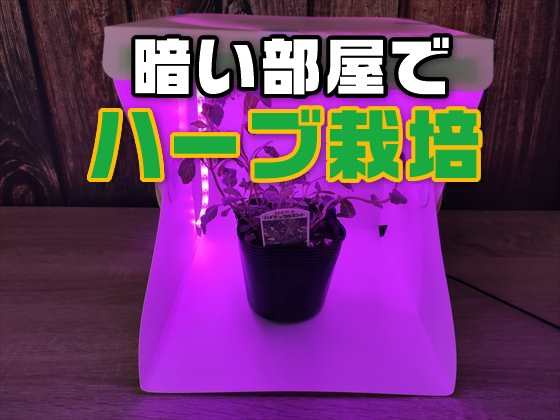 実験 植物育成用ledテープライトを使って暗い部屋でハーブを栽培