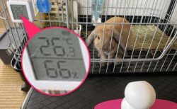 外出先からペットの部屋管理！見守りカメラで観察・室温や湿度アラート・エアコンで温度調整操作する方法【IoT／スマート家電／SwitchBot】